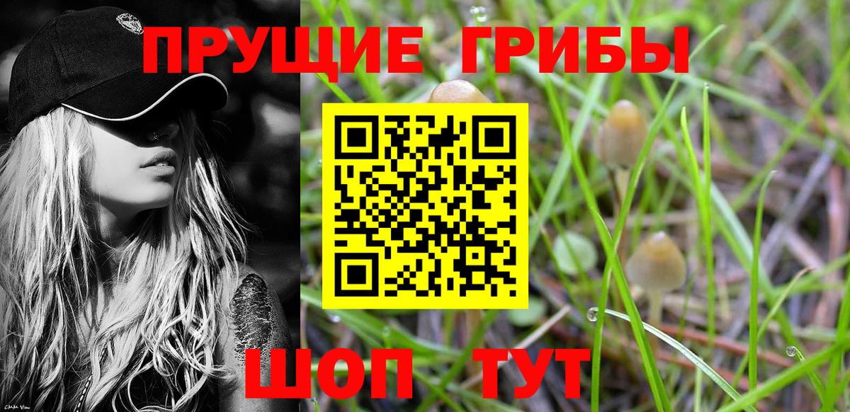Вязьма  Псилоцибиновые грибы Psilocybine cubensis  Вход с VPN 